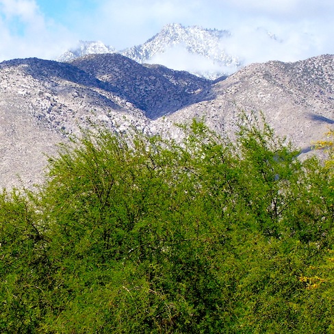 desert acacia with San Jacinto mountains behind them