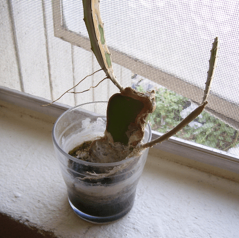 cactus start in waterglass on windowsill