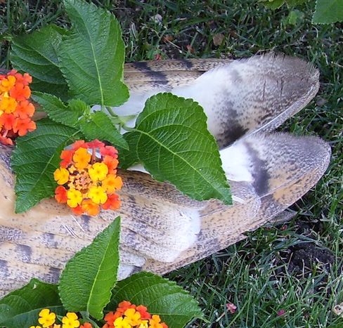 barn owl wing feathers with lantana (flowers)