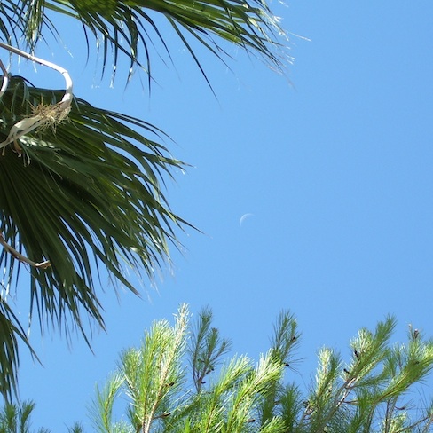 moon with palm and pine