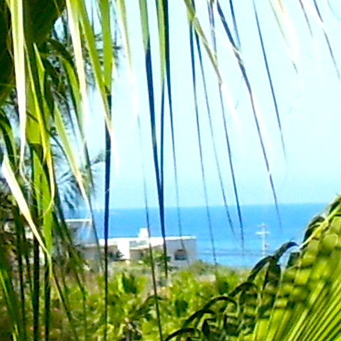 sliver of sea from roost in Todos Santos