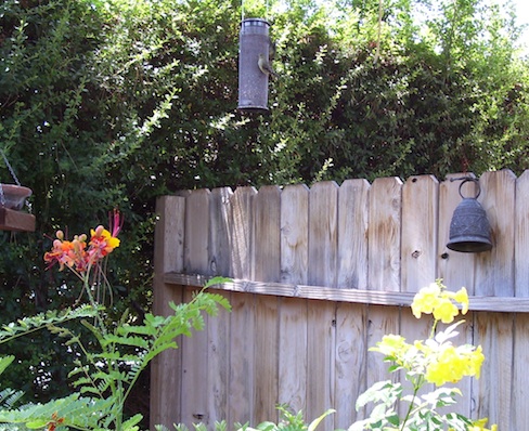 Goldfinch on tube feeder with Mexican birds of paradise and tecoma blossoms