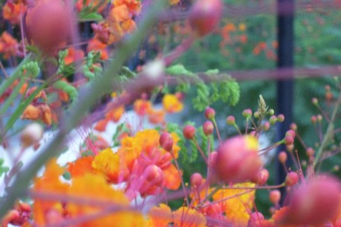 Close-up of Mexican birds of paradise_orange blooms and buds