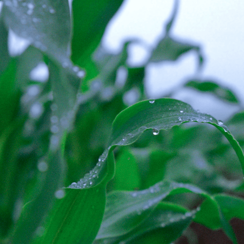 corn plant leaves with raindrops © Tomo Yun
