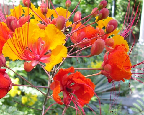 Close-up of Mexican birds of paradise blossoms and buds