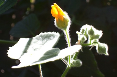 Apricot mallow with the sun shining on fuzzy leaves and one bloom