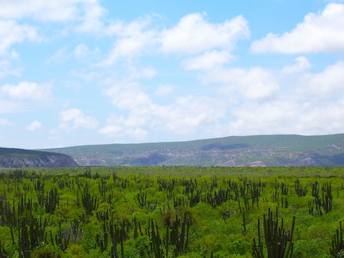 image of sky and lush wild green with mountains in the distance