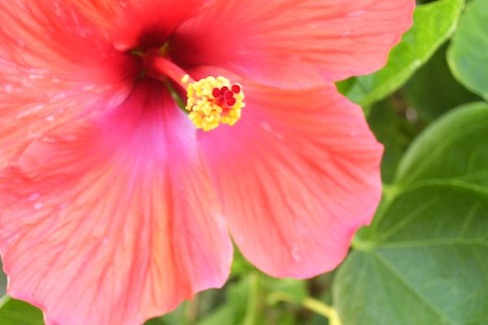 one red hibiscus bloom, cropped
