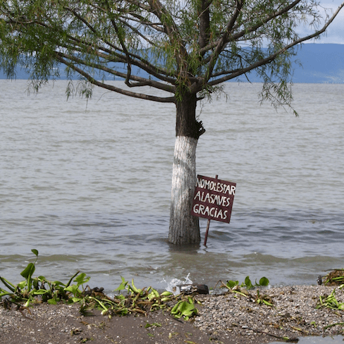 flooding_don't bother the birds sign