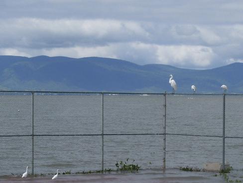 egrets on the tennis court fence