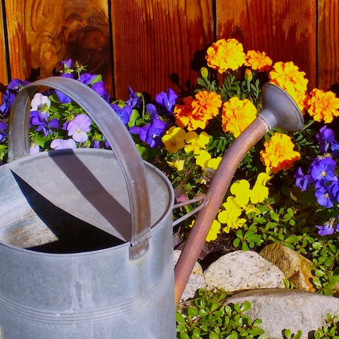 Flowers and metal watering can