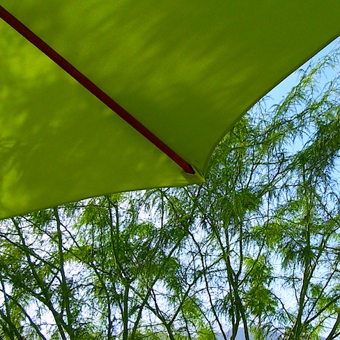 picture of palo verde with green umbrella