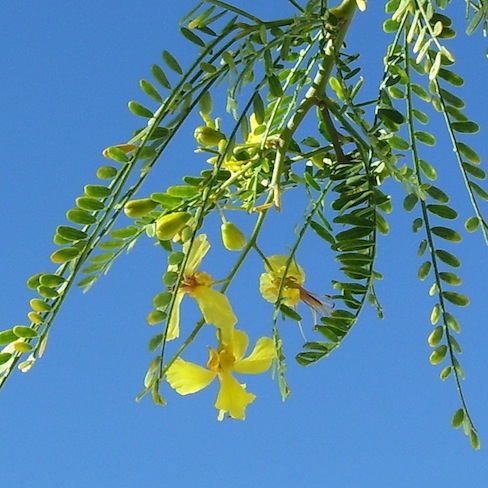 tip of palo verde with yellow blossoms dangling