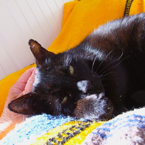 My black cat lying on the bed