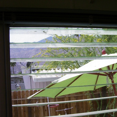 view from the kitchen window (palo verde, mountains, lime green umbrella)