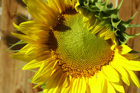 close-up of a sunflower in sunlight