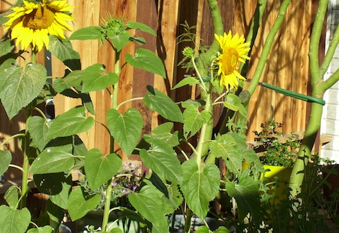 sunflower volunteers, wild patch of garden