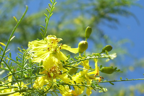 yellow palo verde blossoms and buds