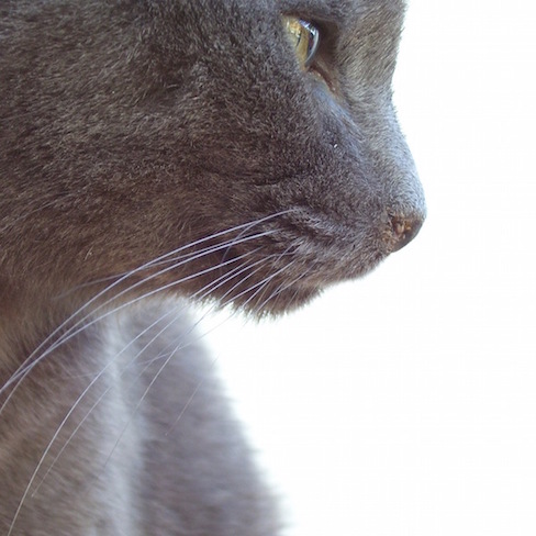 close-up, cropped image of my cat