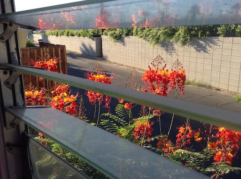mexican birds of paradise through the open louvered windows