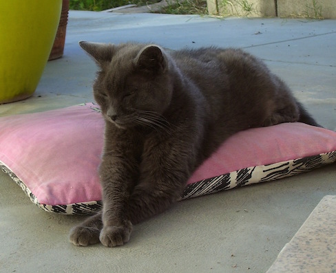 Sofia on a pillow on the patio with her arms crossed