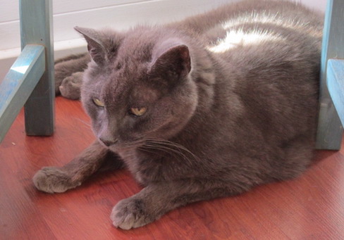 Sofia under the chair 