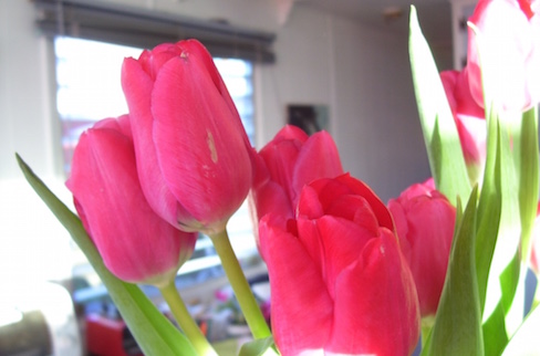 red tulips in the sunlight
