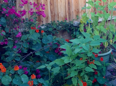 nasturtiums, bougainvillea and sunflower greenery in my garden