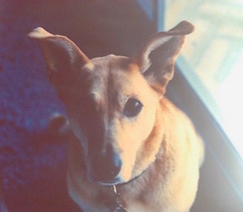 my dog Sanji, photo taken at my mom's house by Phil when I was away