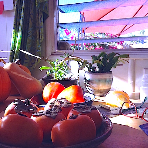 Persimmons, cactus, glasses on the messy kitchen table