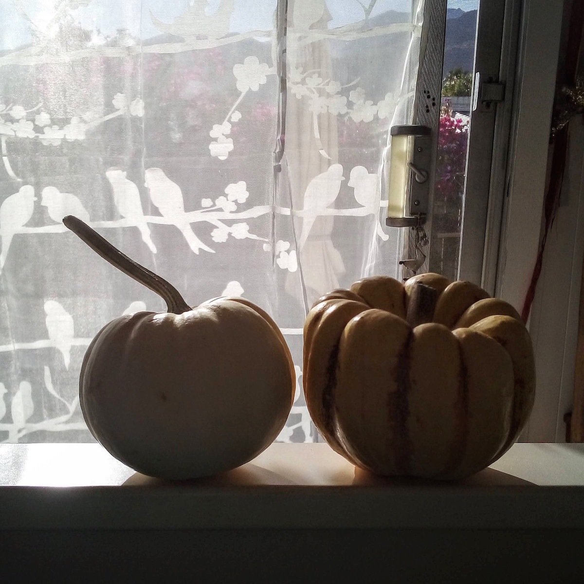 two squash in sunlight