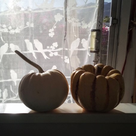 two squash in sunlight
