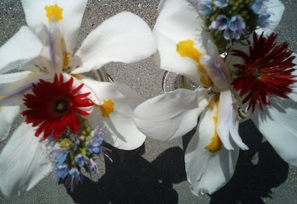 photo of two wild white irises from the yard and two purple flower volunteers and two red succulent blossoms